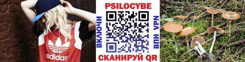 Псилоцибиновые грибы Psilocybe  Заполярный 